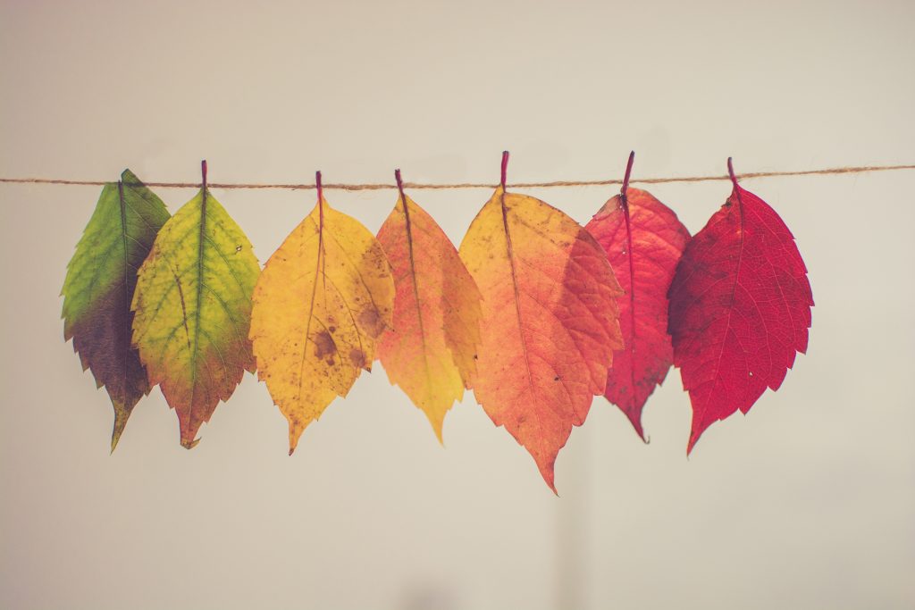 Leaves of various colours arranged to depict positive transformation. Photo by Chris Lawton on Unsplash.