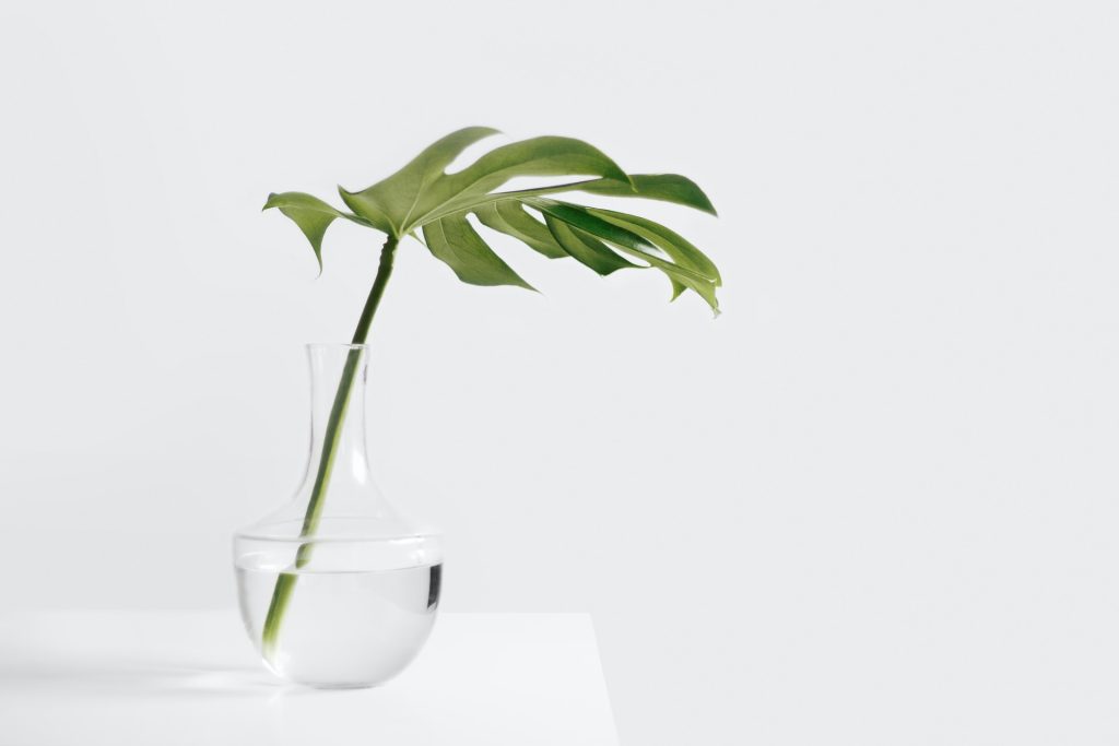 Green plant in a clean clear glass. The beauty of nature and it's transformative power. Photo by Sarah Dorweller on Unsplash.